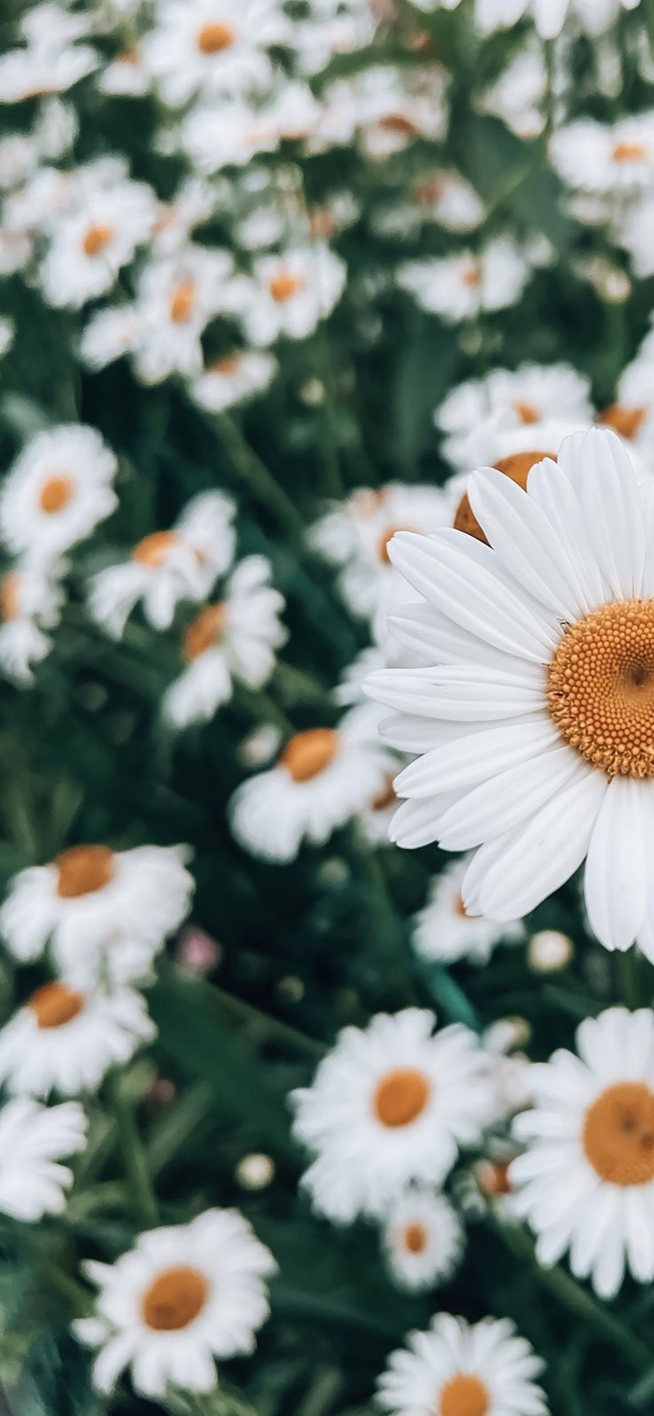 4K Daisy Flower Macro Depth Effect Wallpaper | Iphone Ratina HD Wallpaper