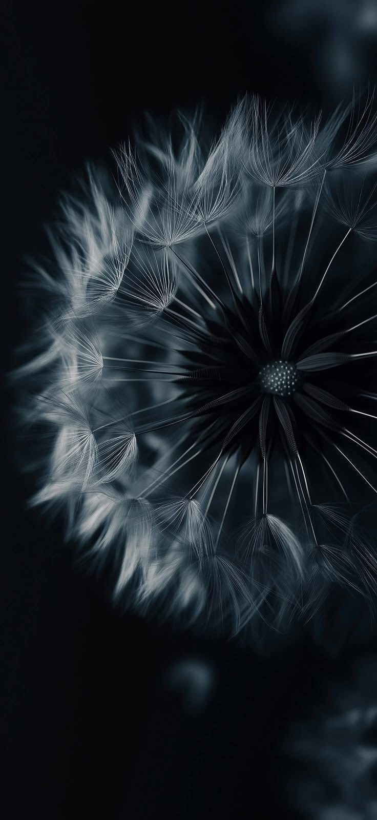 Macro Dandelion Dark Aesthetic 4K Mobile Wallpaper HD Wallpaper