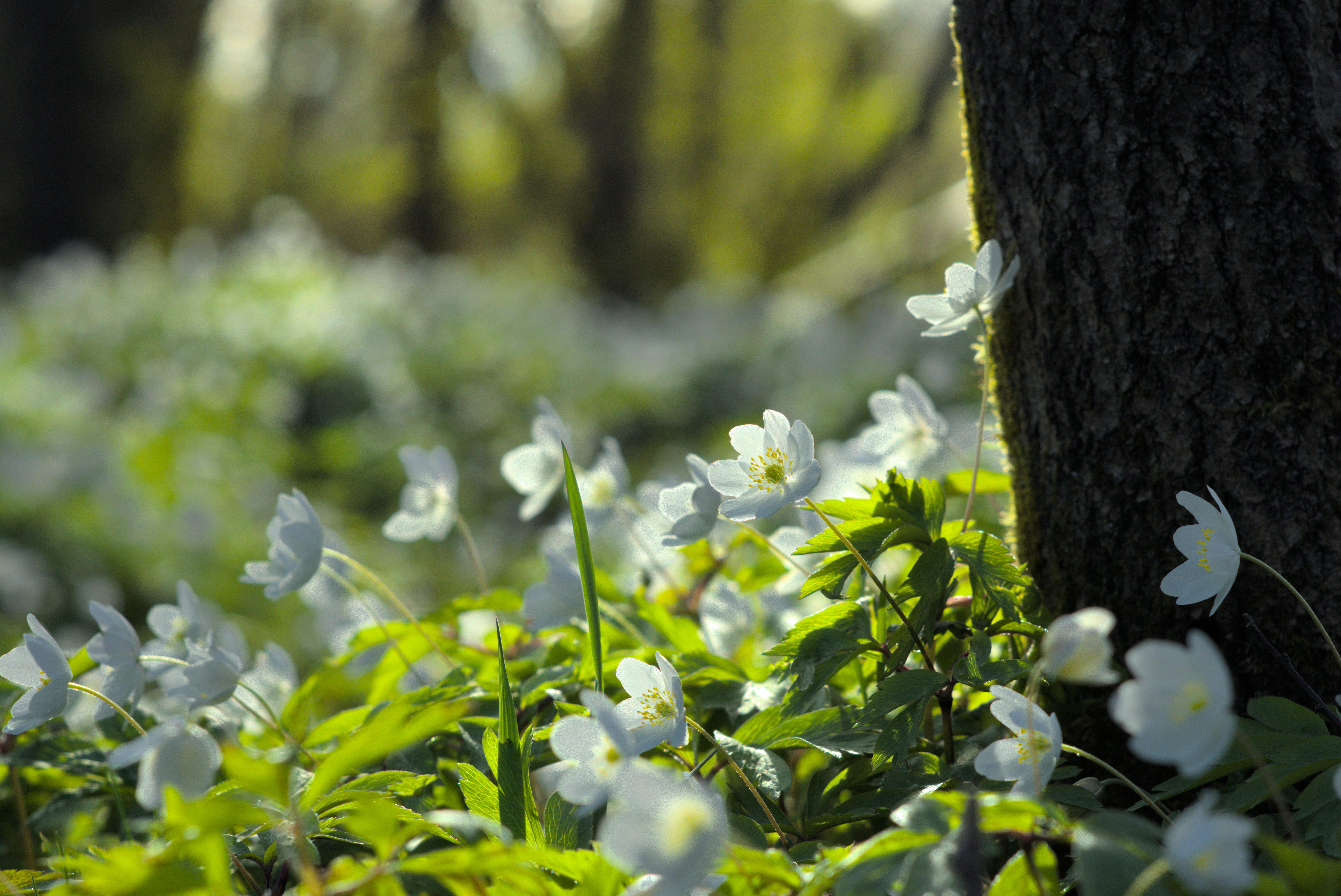 Spring Forest White Flowers 4K Nature Desktop Wallpaper HD Wallpaper